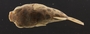 Tetraodon fluviatilis sabahensis 35 mmSL FMNH 105534 dorsal